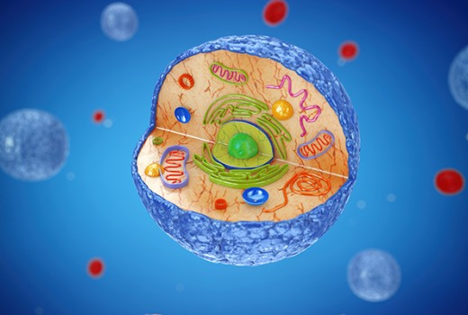 The Fractal Mirror: How Development Recapitulates Biosphere History