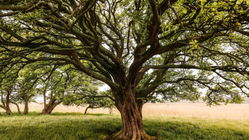 The Infinite Branches of Our Ancestral Tree: Tracing Our Roots Back Through Time The Infinite Branches of Our Ancestral Tree: Tracing Our Roots Back Through Time