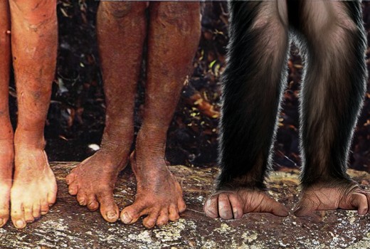 Echoes of Evolution: Ancient Traits, Modern Transformations