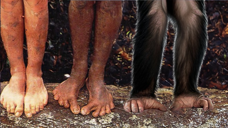 Echoes of Evolution: Ancient Traits, Modern Transformations